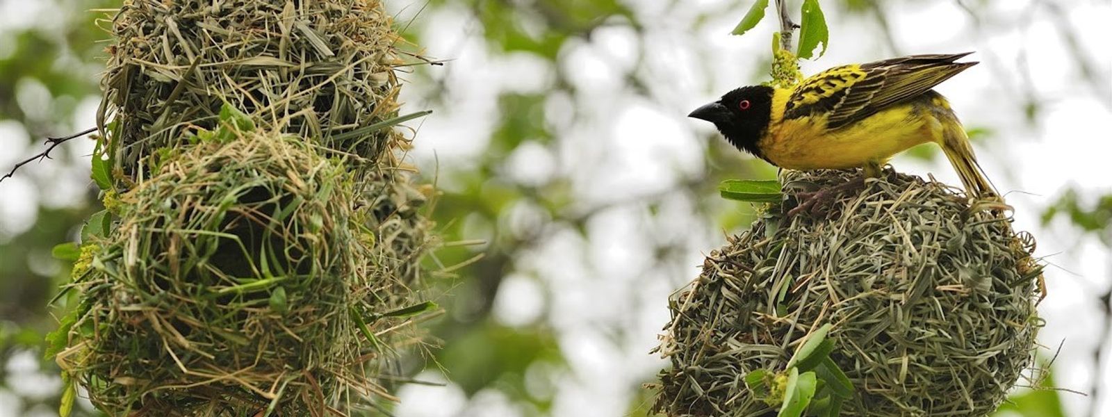Astonishing Birdlife of Mana Pools National Park