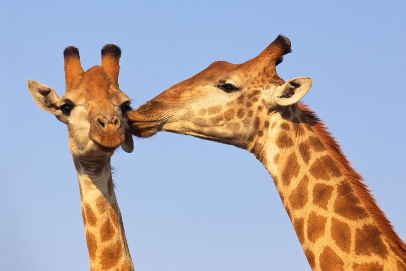 Kissing Giraffes