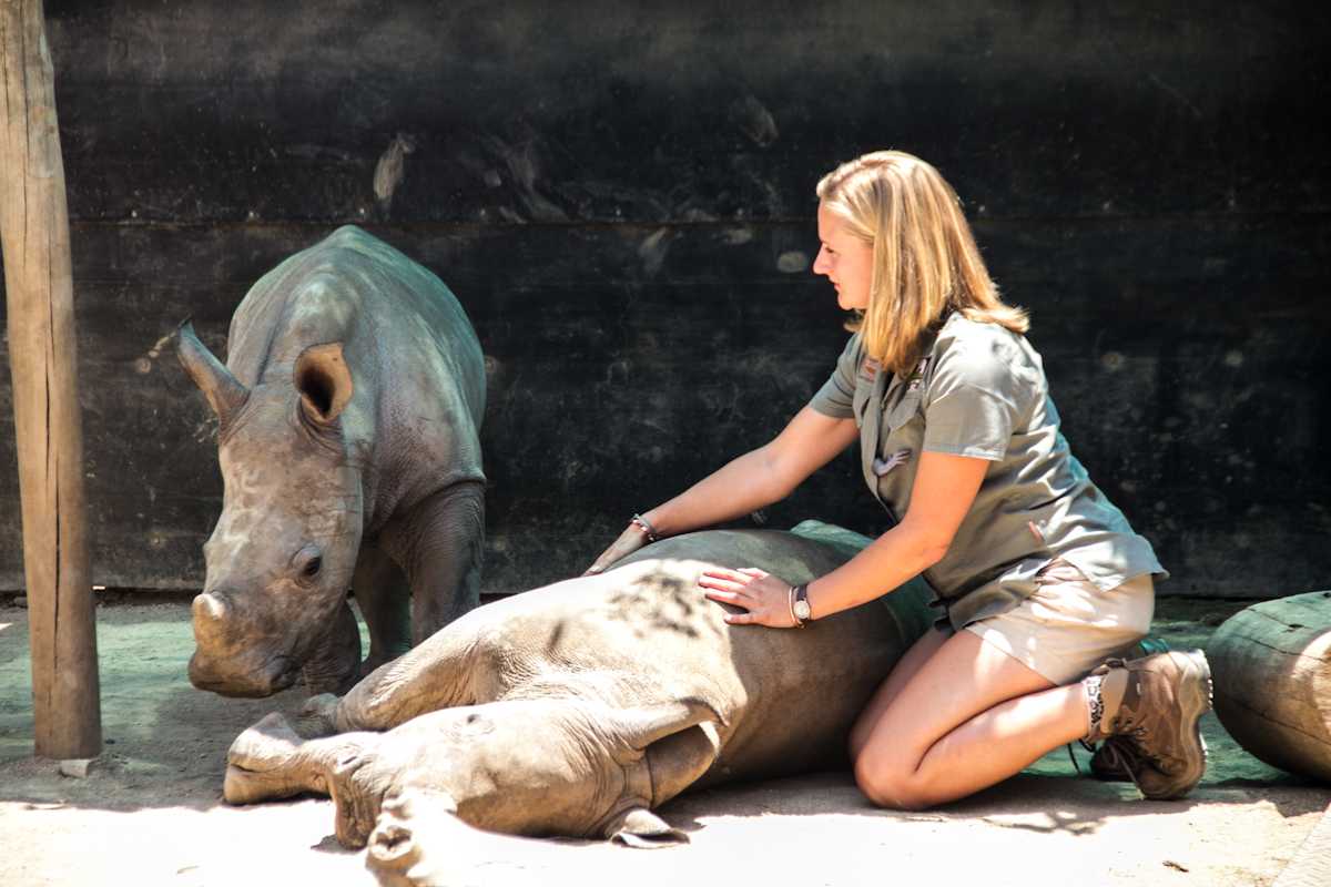 Our Adopted Rhino Don and Edyta his Polish Keeper: Part 2