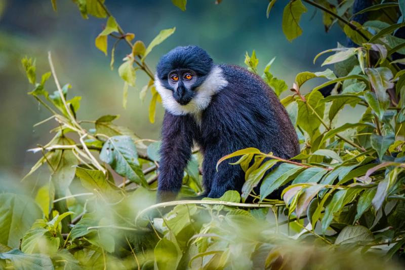L’Hoest’s Monkey