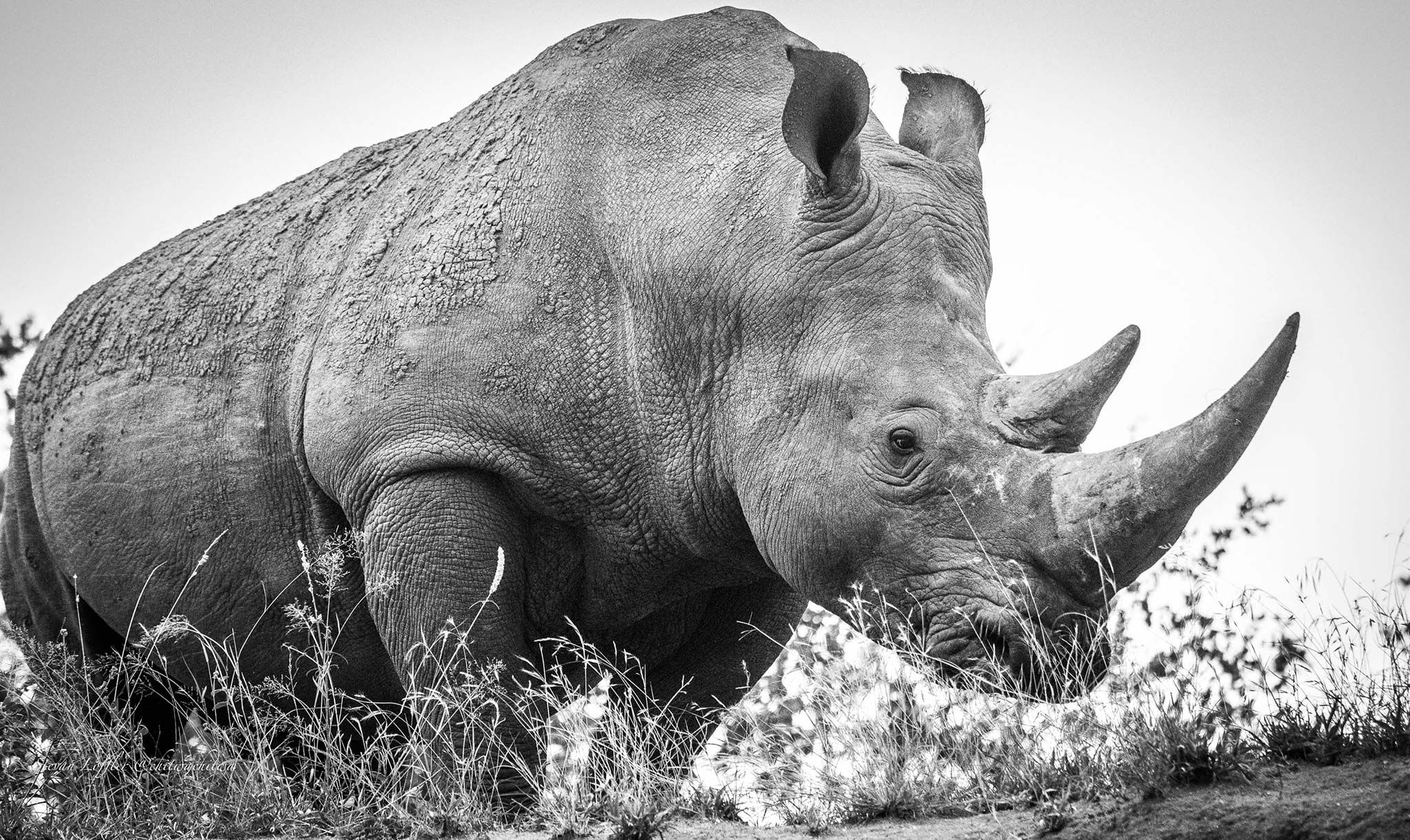 The Hunt for the Horn: Why Are Rhinos Poached?