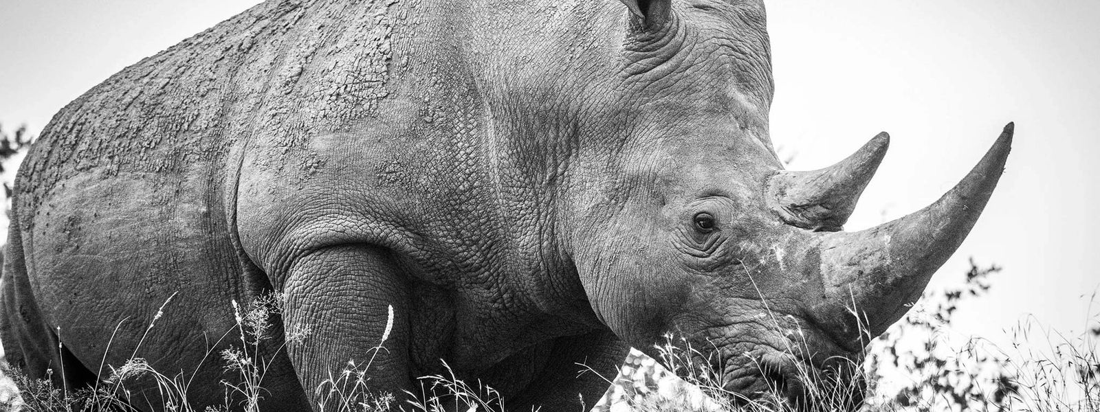 The Hunt for the Horn: Why Are Rhinos Poached?