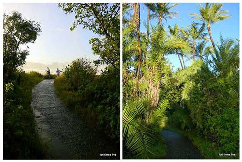 "Once inside the park you'll find a network of tracks, meant to preserve the fragile rainforest ecosystem, and to take you to a series of viewpoints. There are flowering plants, ilala palms, ebony trees and ferns, birds and monkeys. We stepped carefully on the wet stone foot path all covered in moss, sometimes ducking under branch's, that dripped raindrops on our heads and backs."