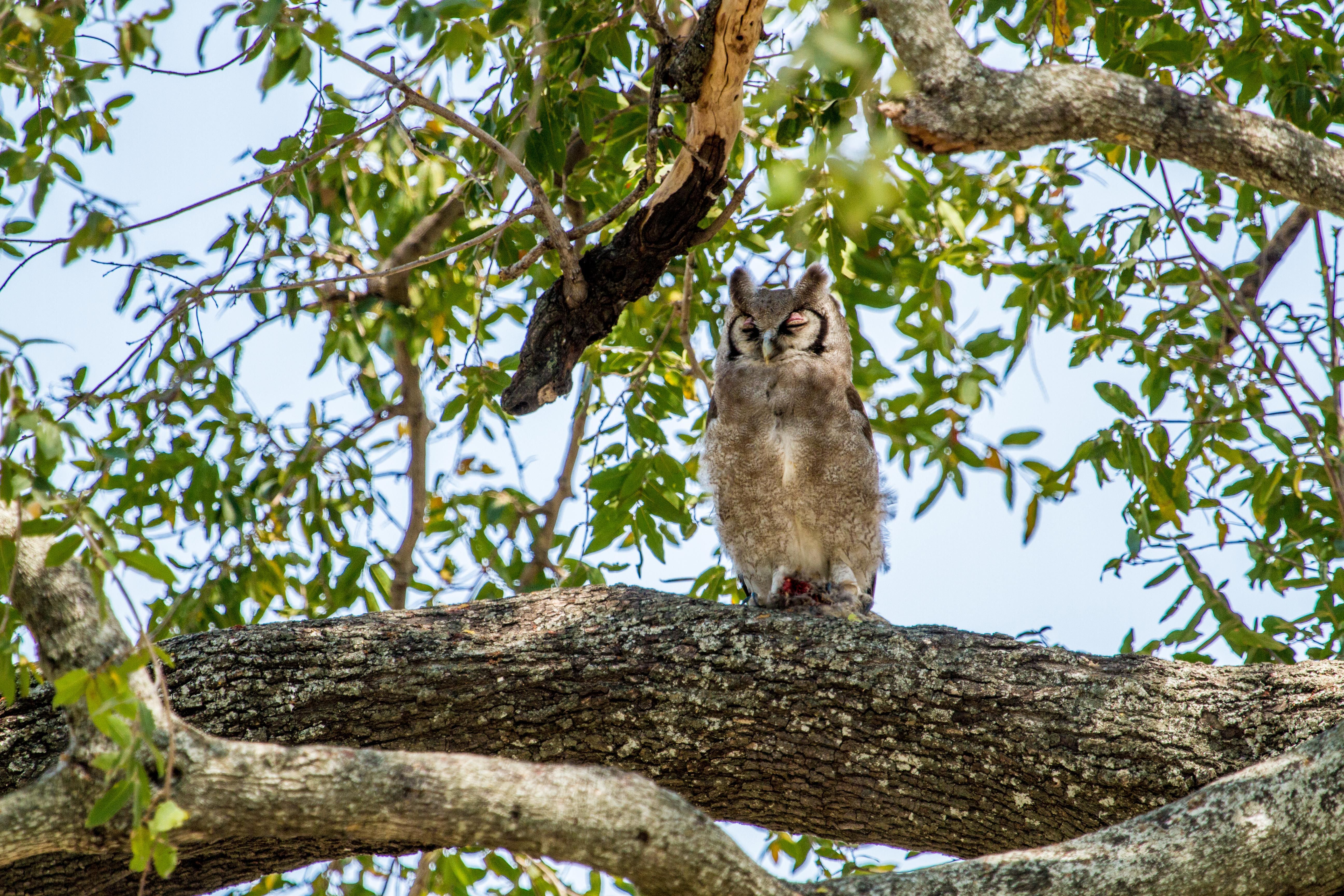 Four Must-see Owls of the Okavango