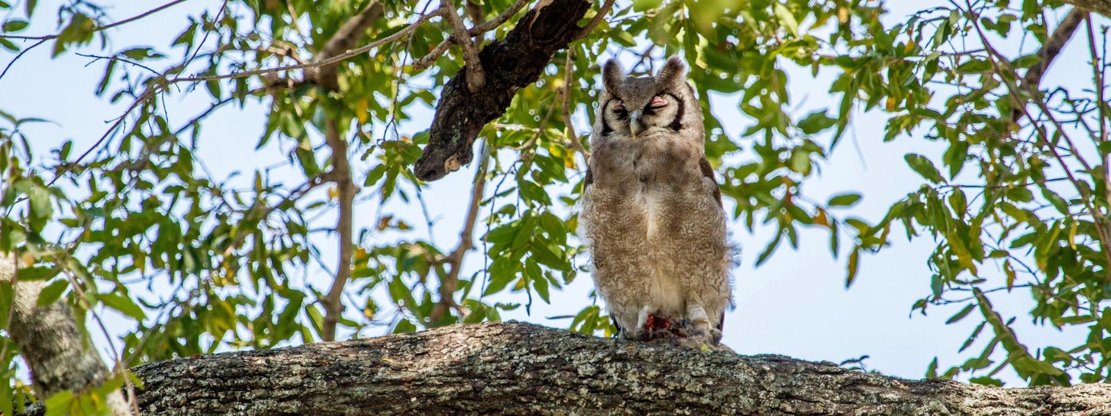 Four Must-see Owls of the Okavango