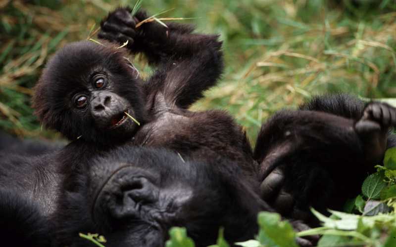 The Top 5 Things To Do in Uganda