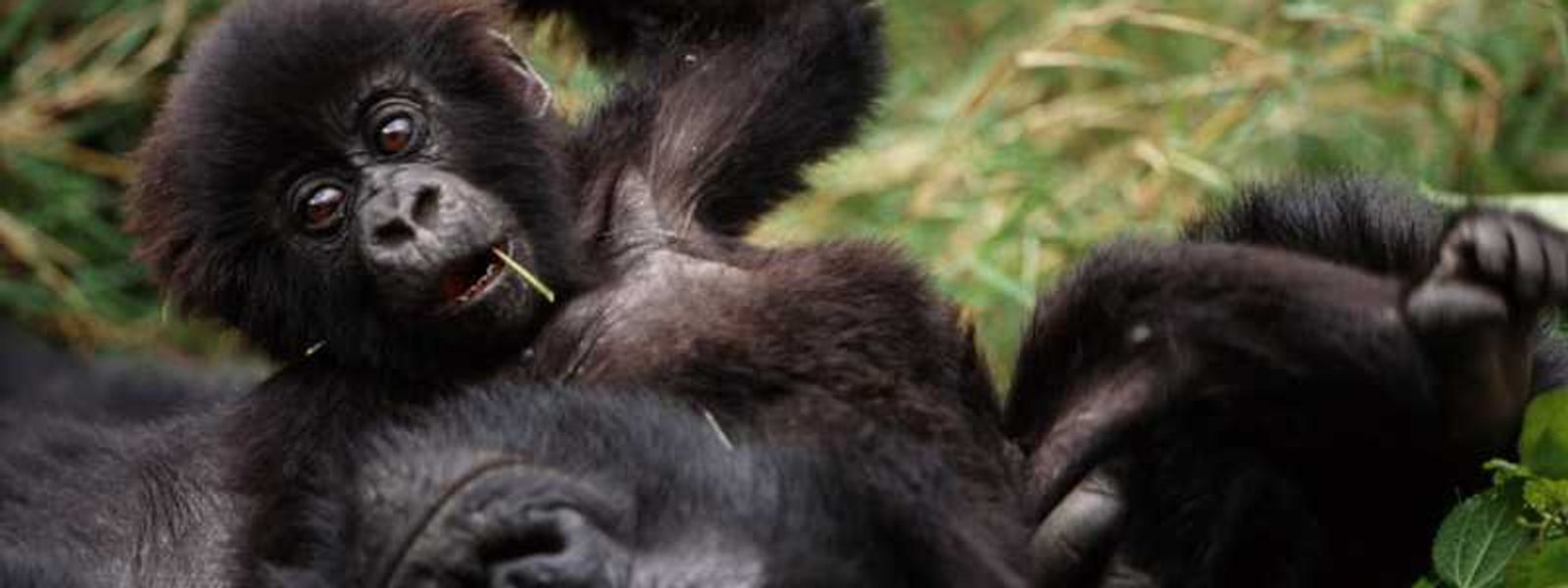 The Top 5 Things To Do in Uganda