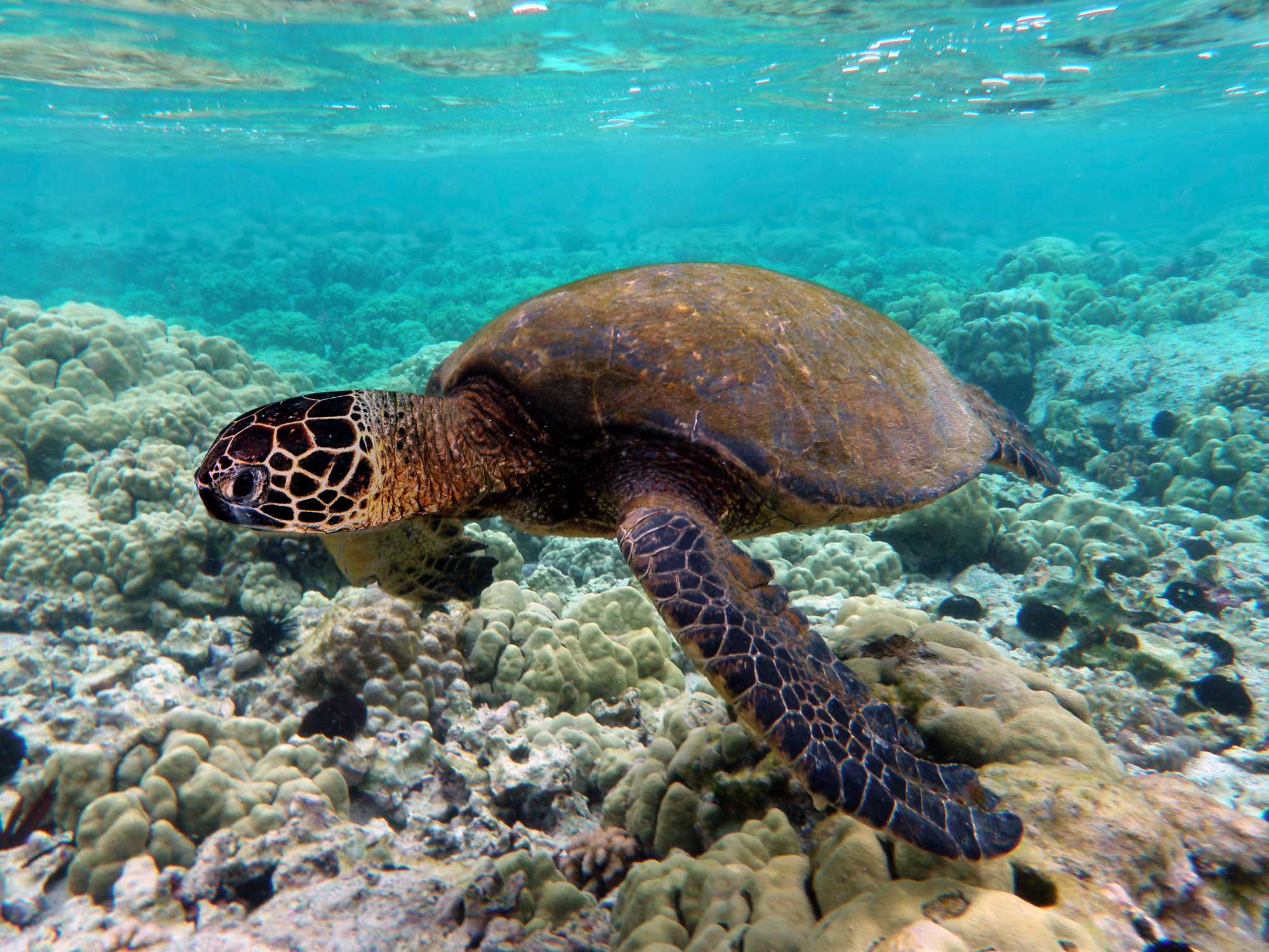 4 Incredible Underwater Activities in Mauritius
