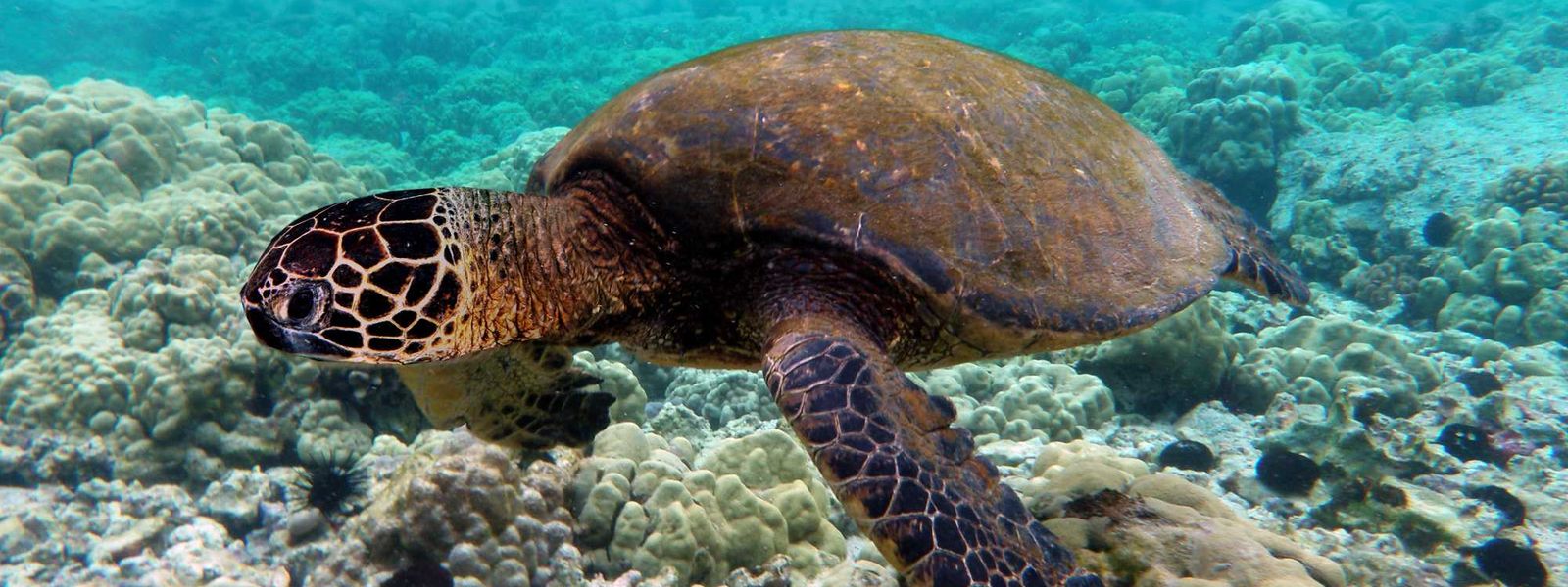 4 Incredible Underwater Activities in Mauritius