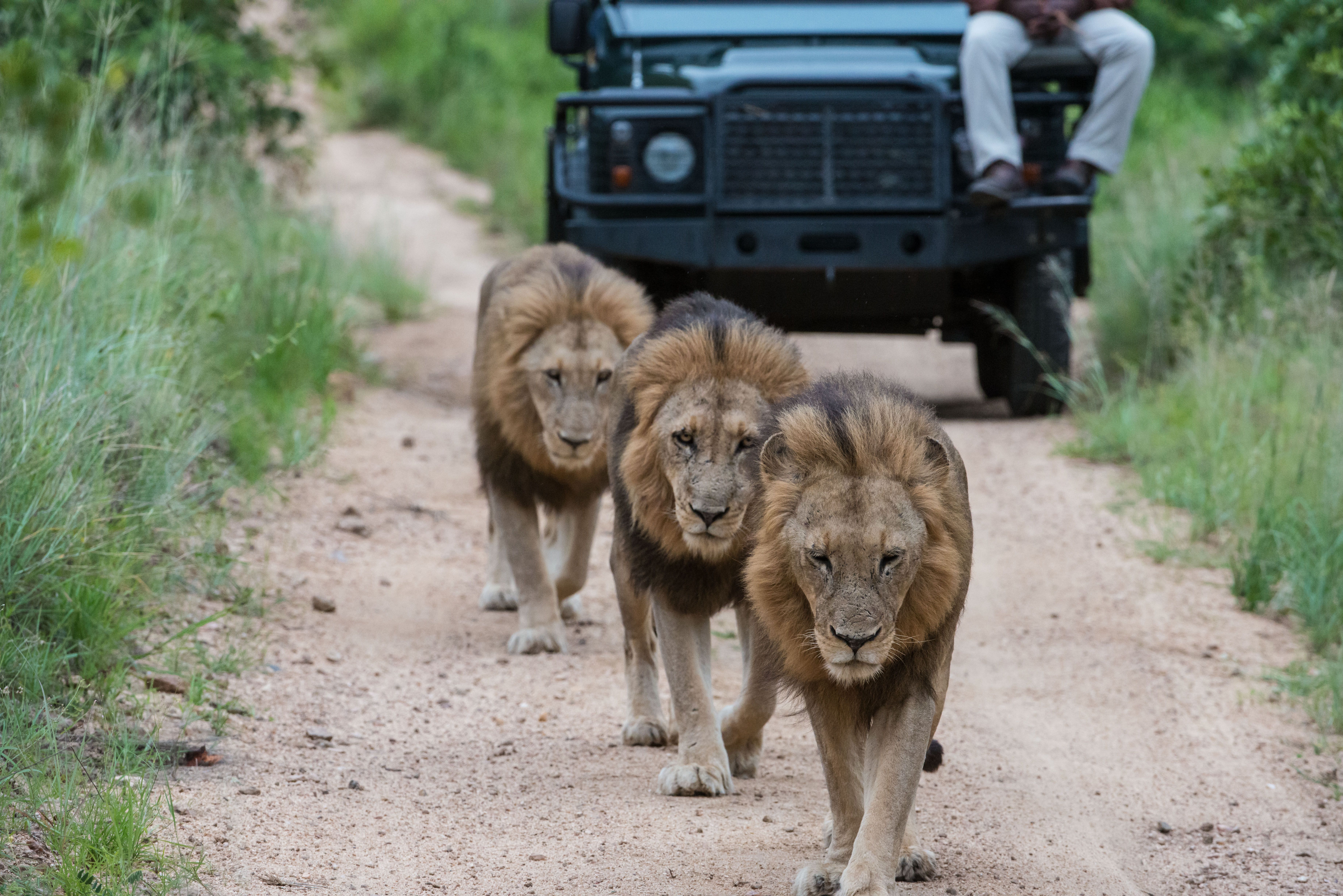 Safari de los 5 Grandes en Imágenes
