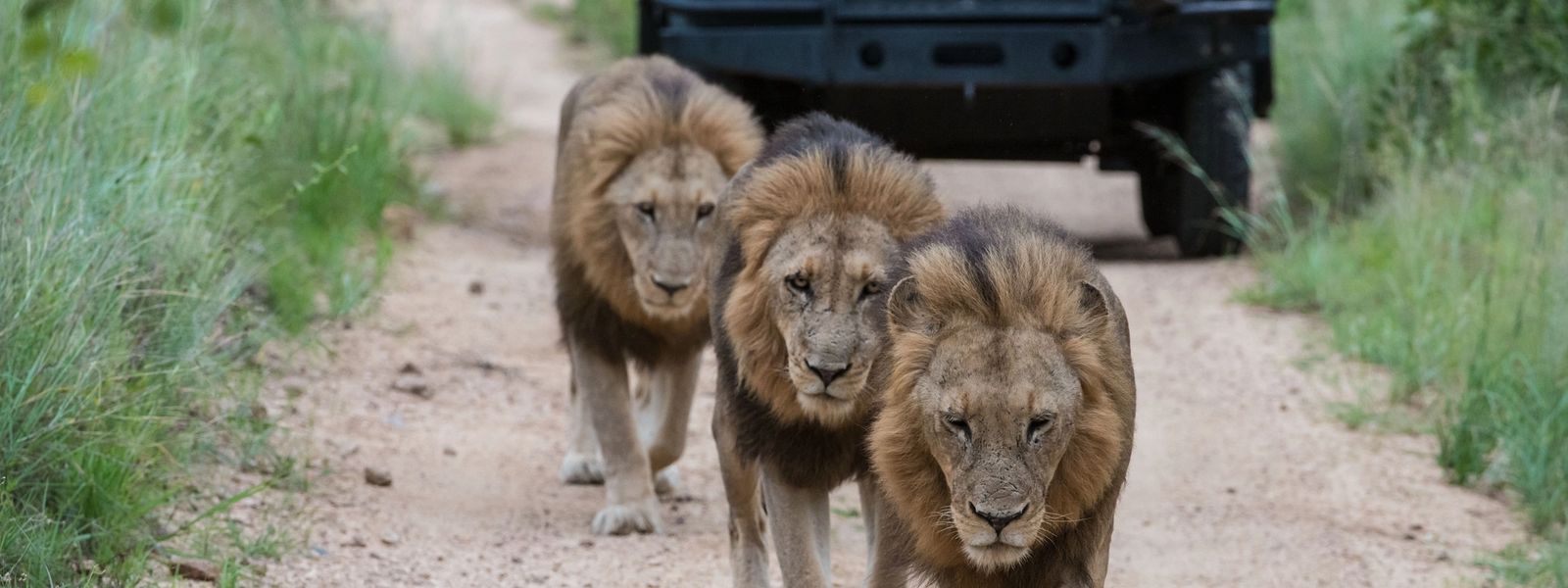 Safari de los 5 Grandes en Imágenes