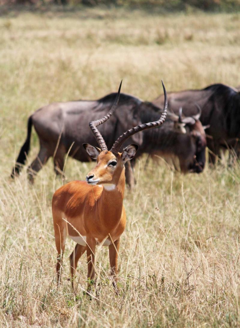 The Masai Mara