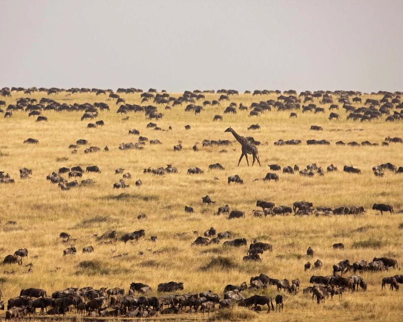 Giraffe inmitten einer riesigen Gnuherde in der weiten Serengeti
