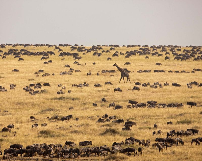 Giraffe inmitten einer riesigen Gnuherde in der weiten Serengeti