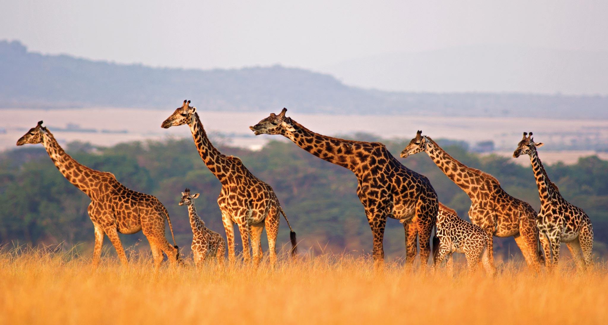 15 frases sobre África para querer volar
