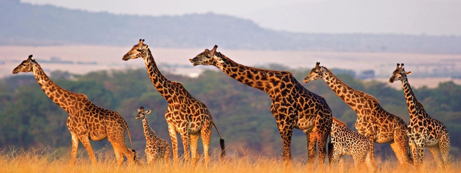 15 frases sobre África para querer volar