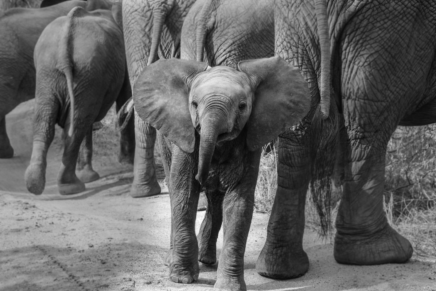 5 Important Life Lessons to Learn from Animals