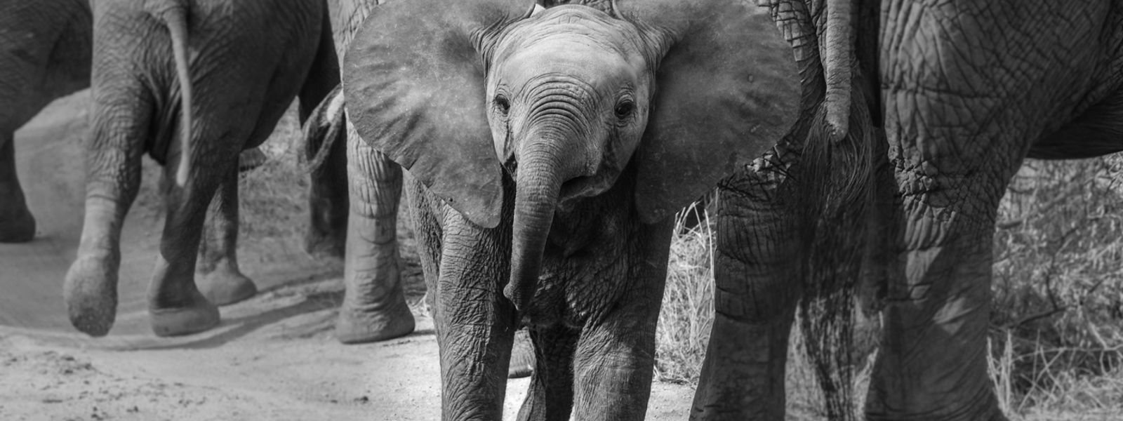 5 Important Life Lessons to Learn from Animals