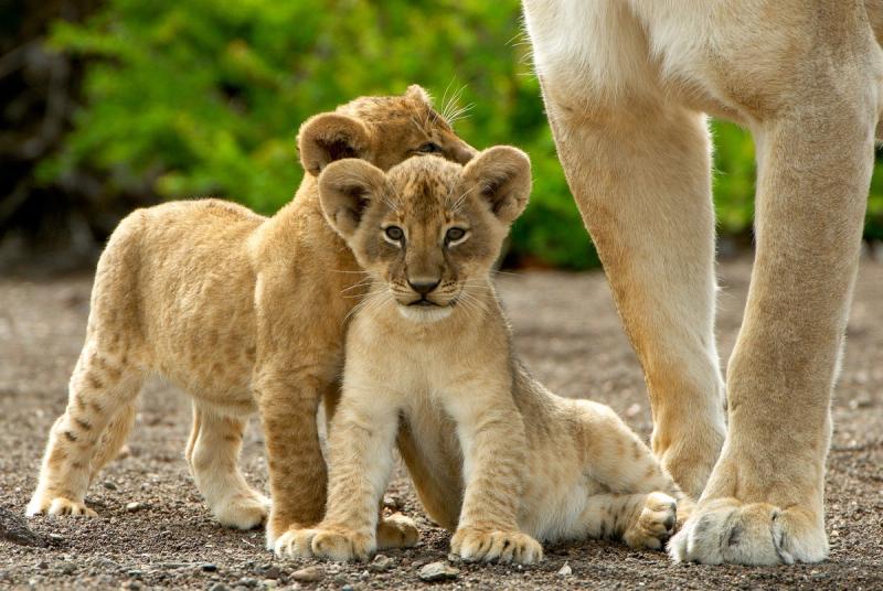 Lion cubs at Mashatu Main Camp
