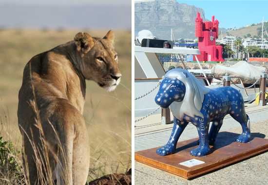 Lion conservation in action at Cape Town's V&A Waterfront
