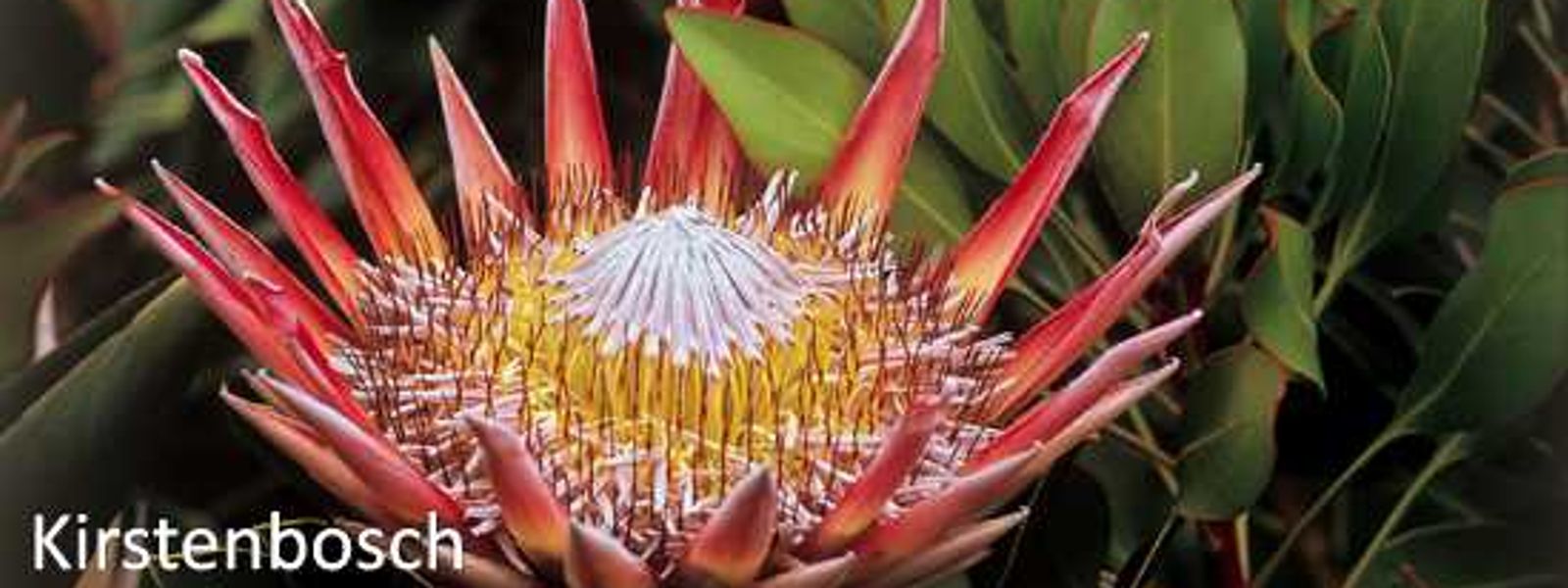 Kirstenbosch Gardens at the Chelsea Flower Show