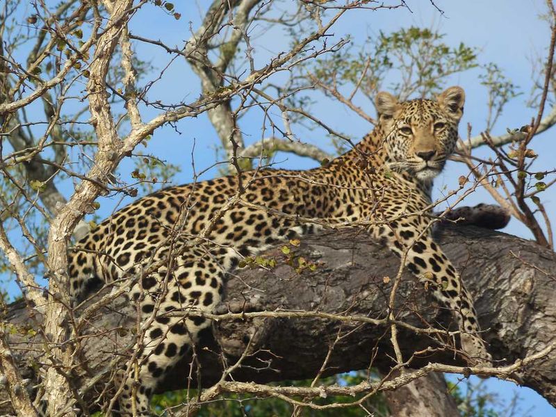 A Sabi Sand leopard posing in a tree