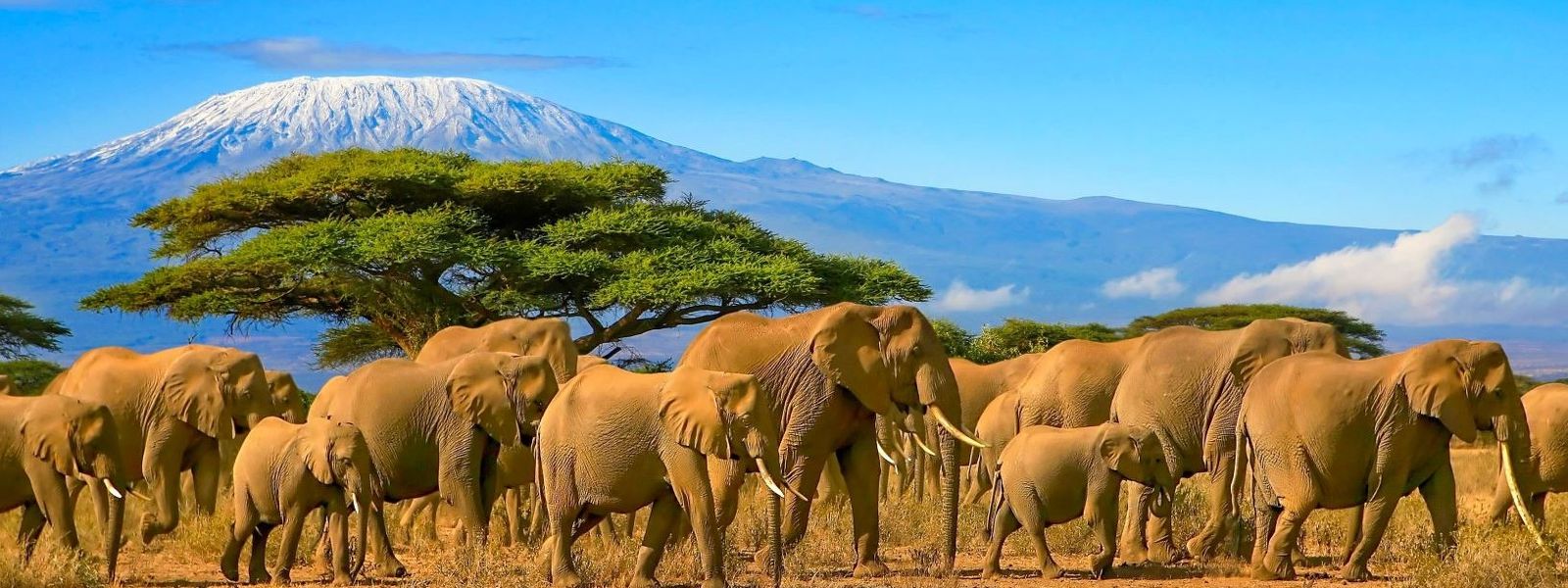 Amboseli National Park: Where Giants Meet