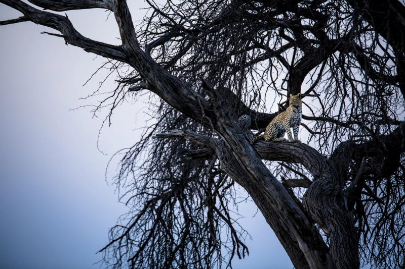 Leopard sitting high in a tree within Botswana’s Khwai Concession