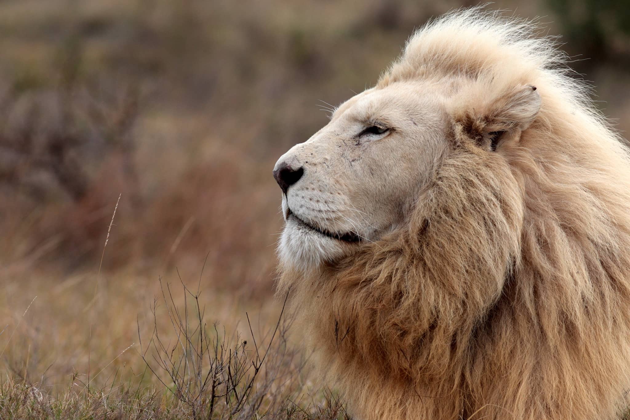 White Lions: The Myth and Majesty