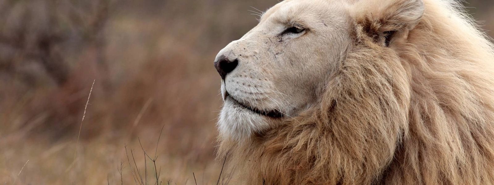 White Lions: The Myth and Majesty