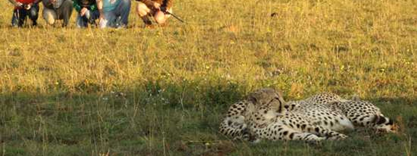 Try something different and go on a Garden Route safari!