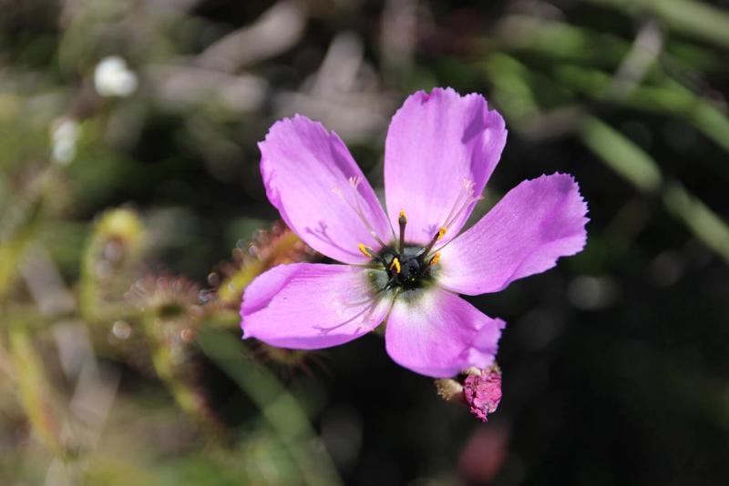 As biologists, flowers were of great interest 