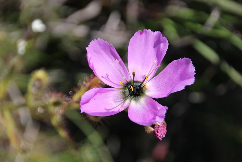 As biologists, flowers were of great interest