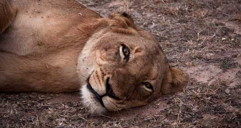 A Lion sleeping