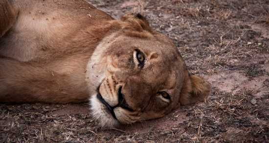 A Lion sleeping