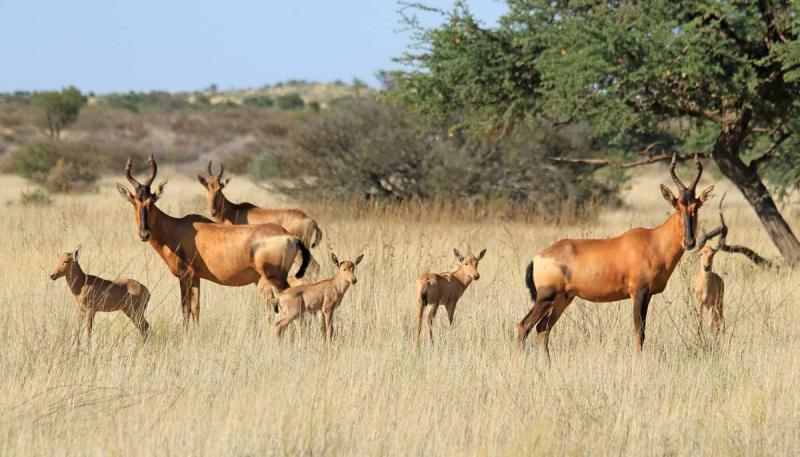 Tswalu Game Reserve in the Kalahari Desert of Botswana