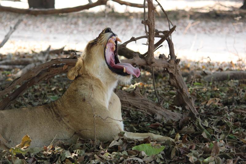Lioness captured mid-yawn