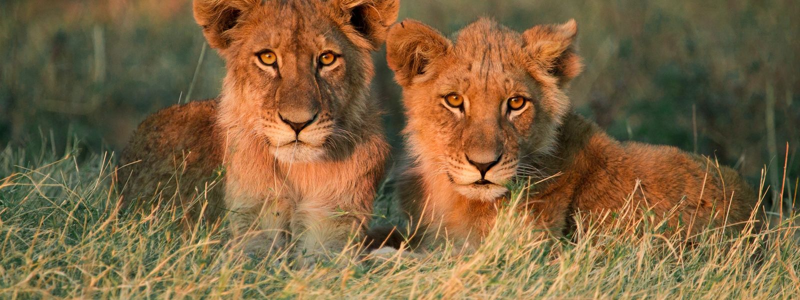 Safári no Botsuana aos olhos de um especialista em viagens na África