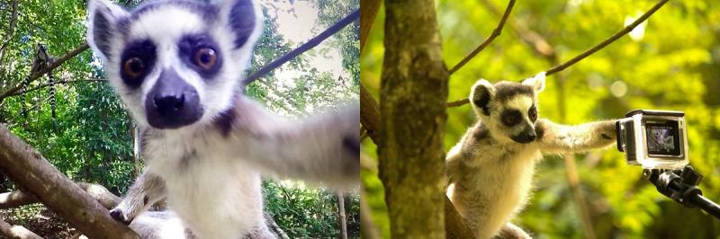 A lemur selfie captured by Glenn in Madagascar