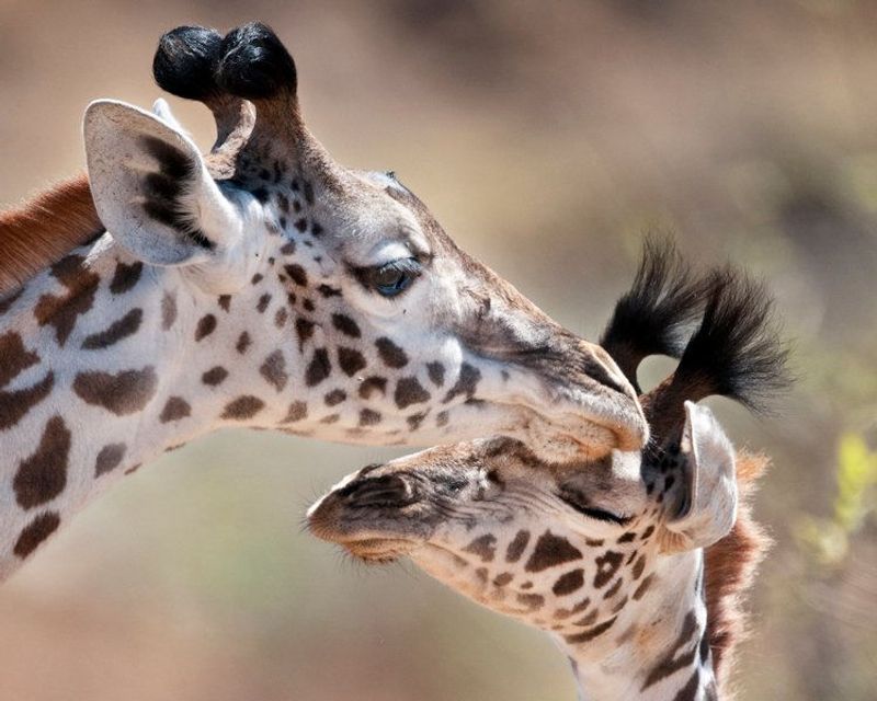 giraffe mother with cub