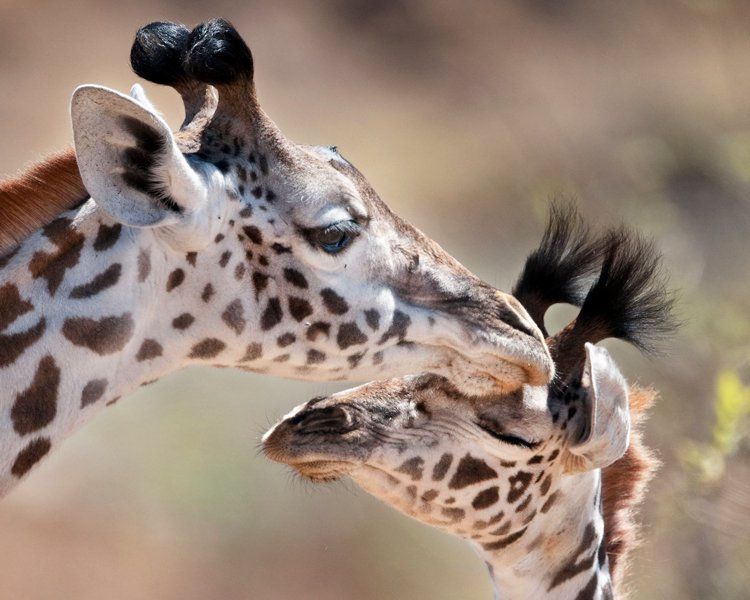 giraffe mother with cub