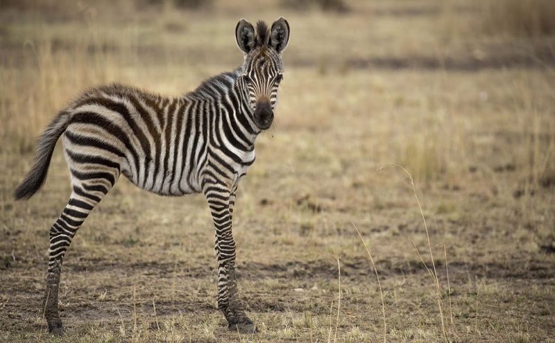 Zebra observa câmera