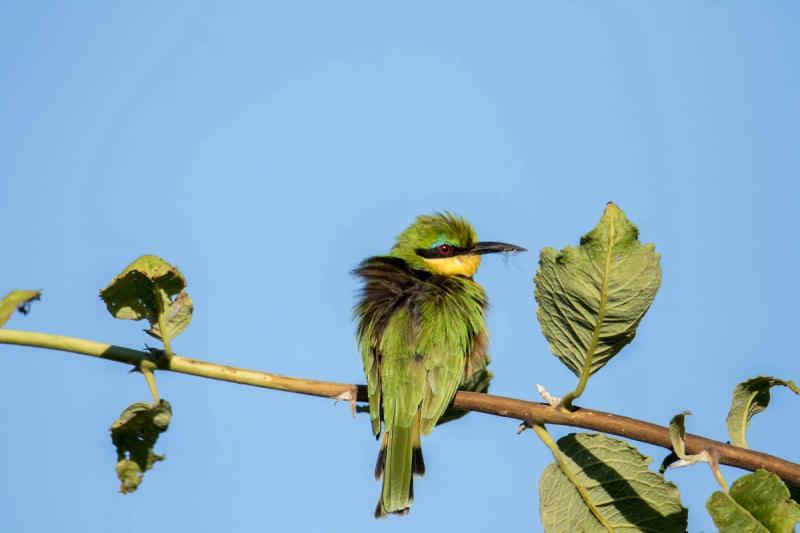 Migratory birds all around