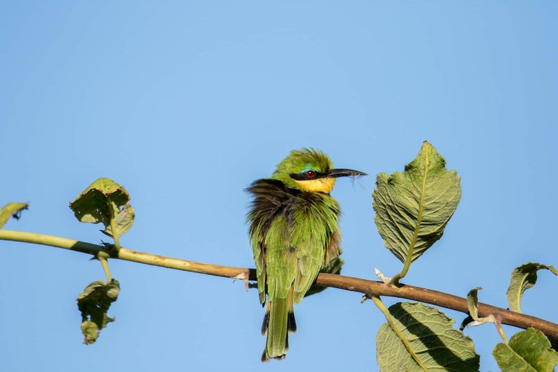 Migratory birds all around