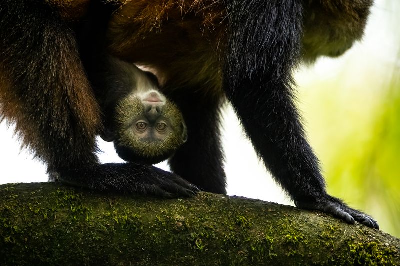 Macaco-dourado brincando de esconde-esconde, Crédito da imagem: Singita
