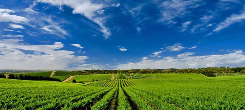 Explore the Cape Winelands... with a sneaky glass of wine or four in between vineyard strolls