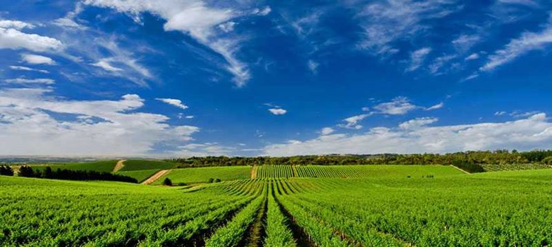 Explore the Cape Winelands... with a sneaky glass of wine or four in between vineyard strolls