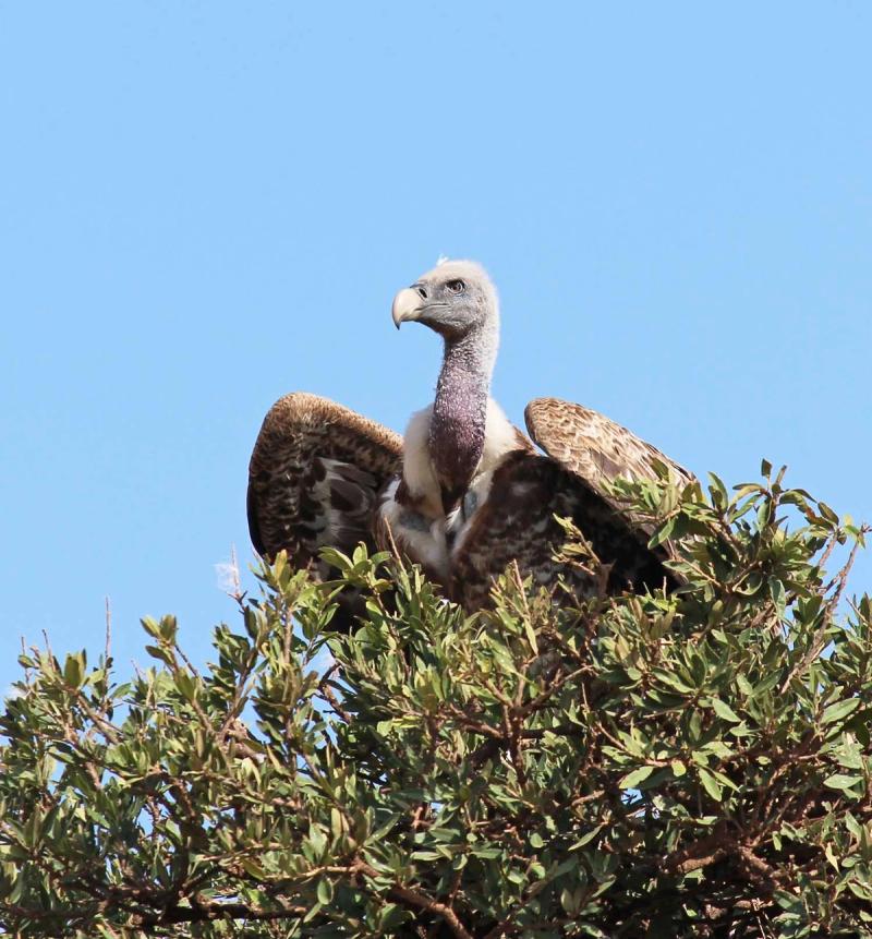 The Masai Mara