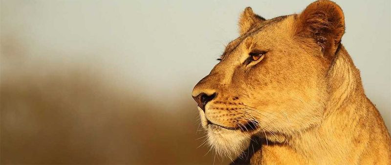 Thanda Private Game Reserve | Lioness