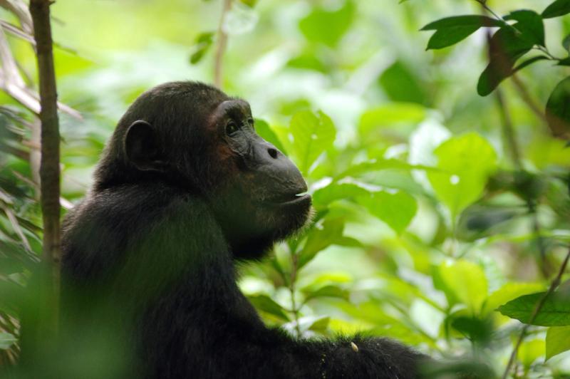 Chimpazé dans le Parc National de Mahale, Tanzanie